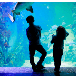Heart Connect at South Carolina Aquarium